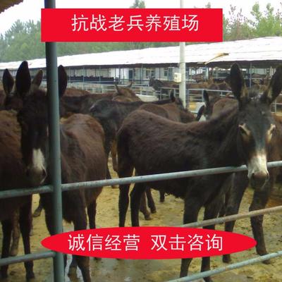 2018年养殖肉驴 一个稳定盈利的农业项目分析